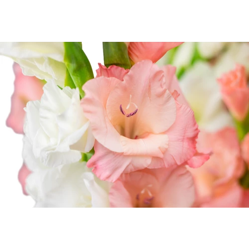 kytice gladiol